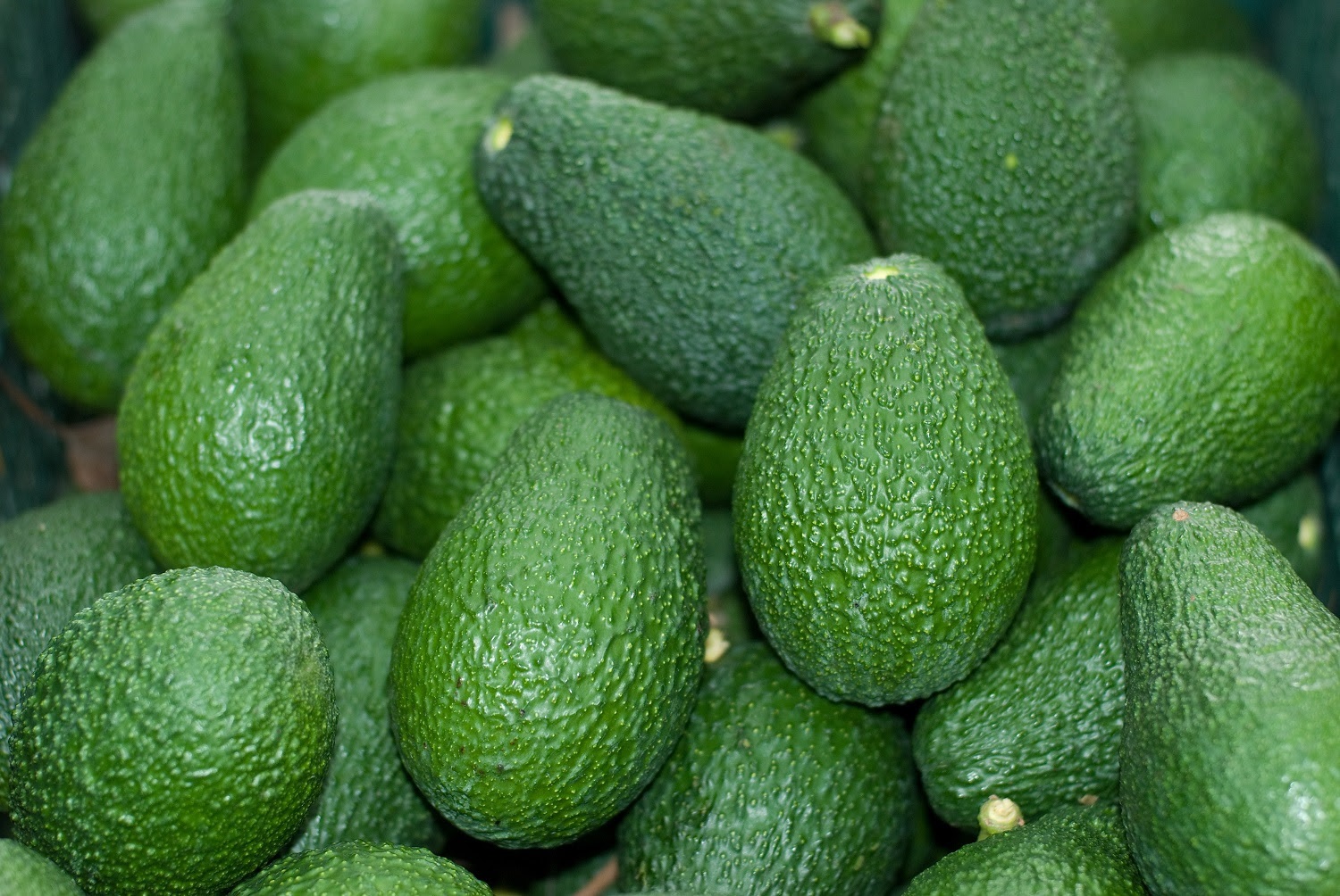 3 Milyar Dolarlık Avokado Pazarı İçin E-Çalıştay