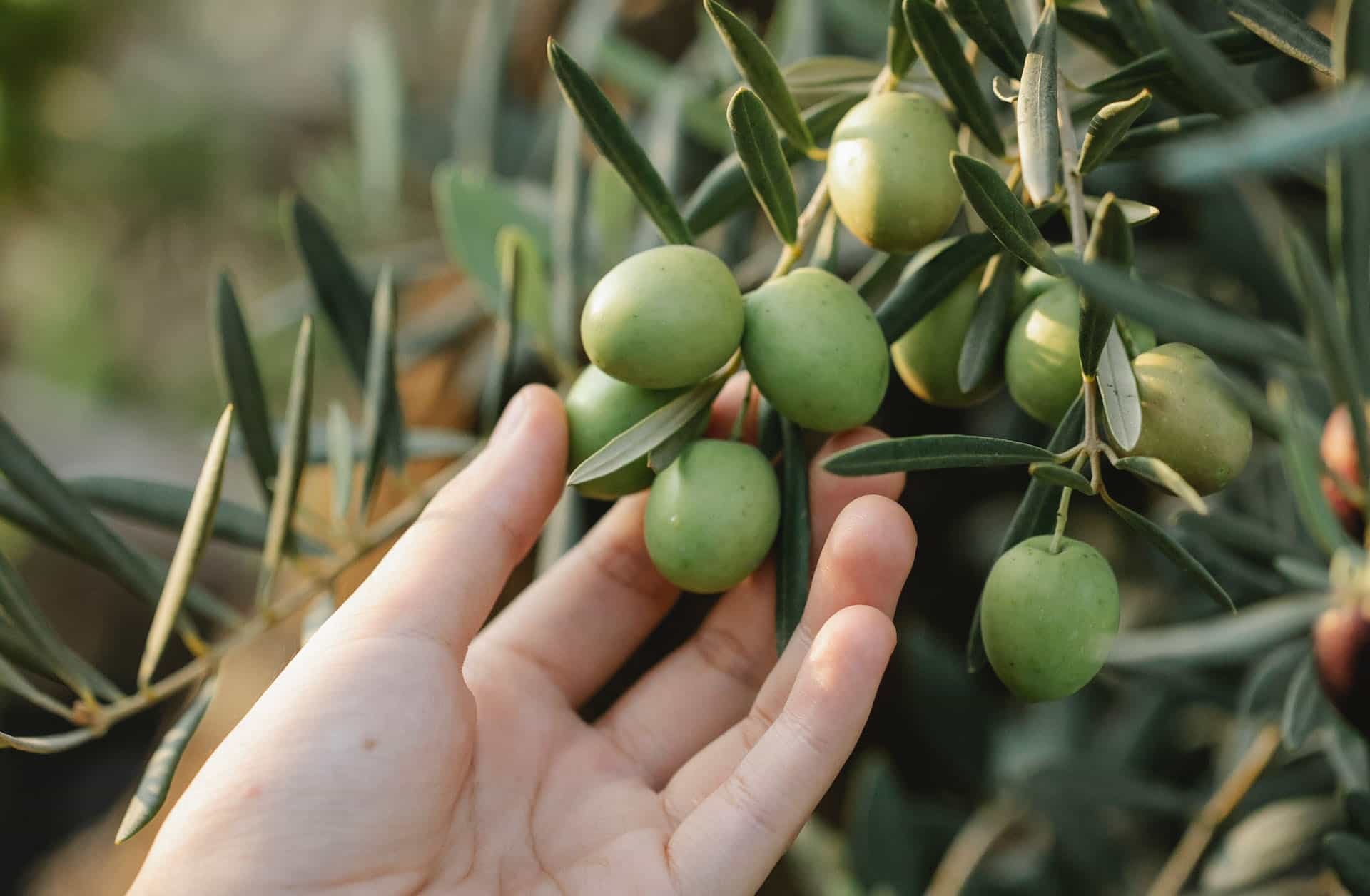 Zeytinde Rekolte Beklentisi Yüzde 40 Arttı